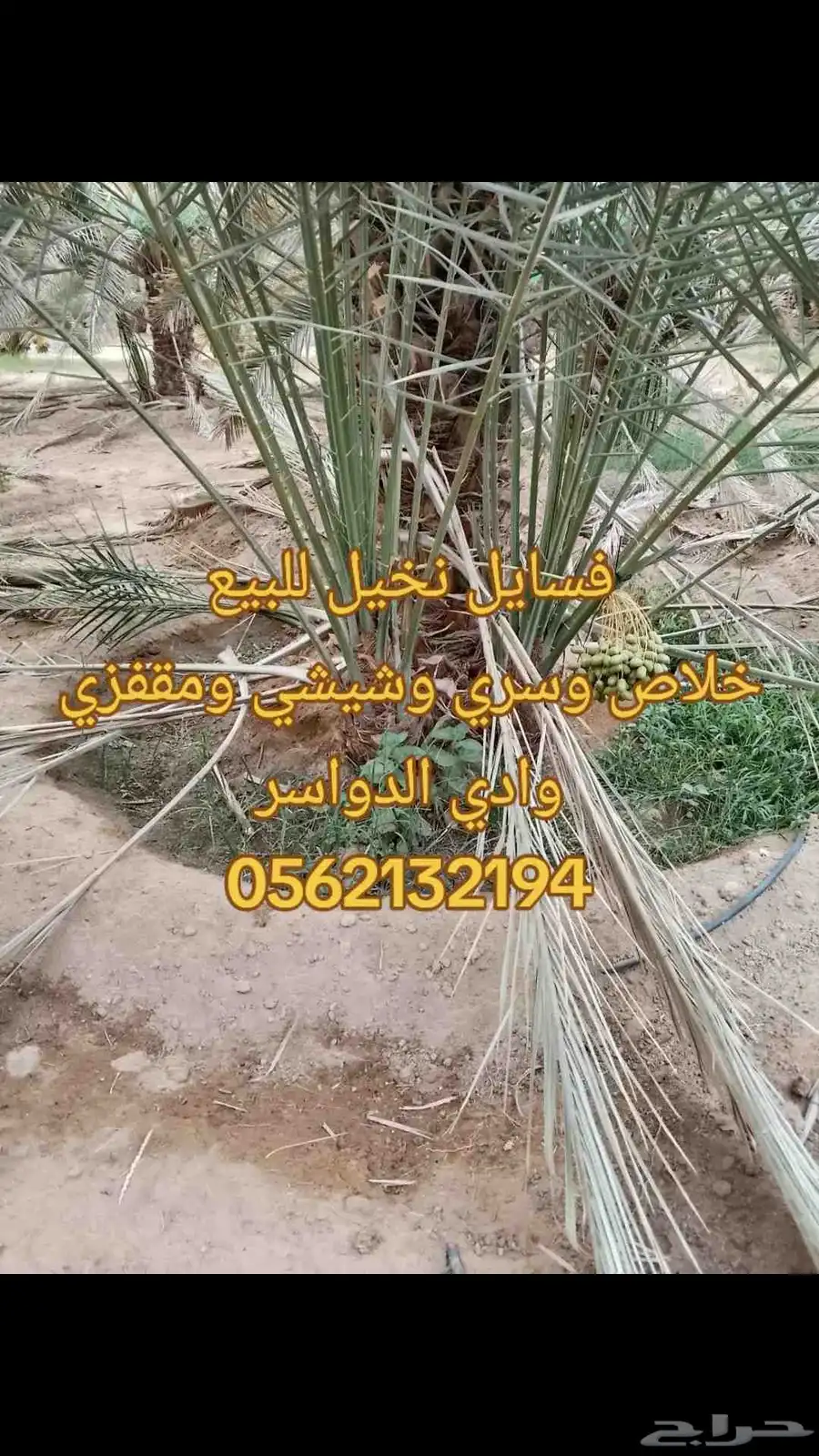 فسايل نخيل جميع الانواع ونشحن جميع مناطق المملكة 0