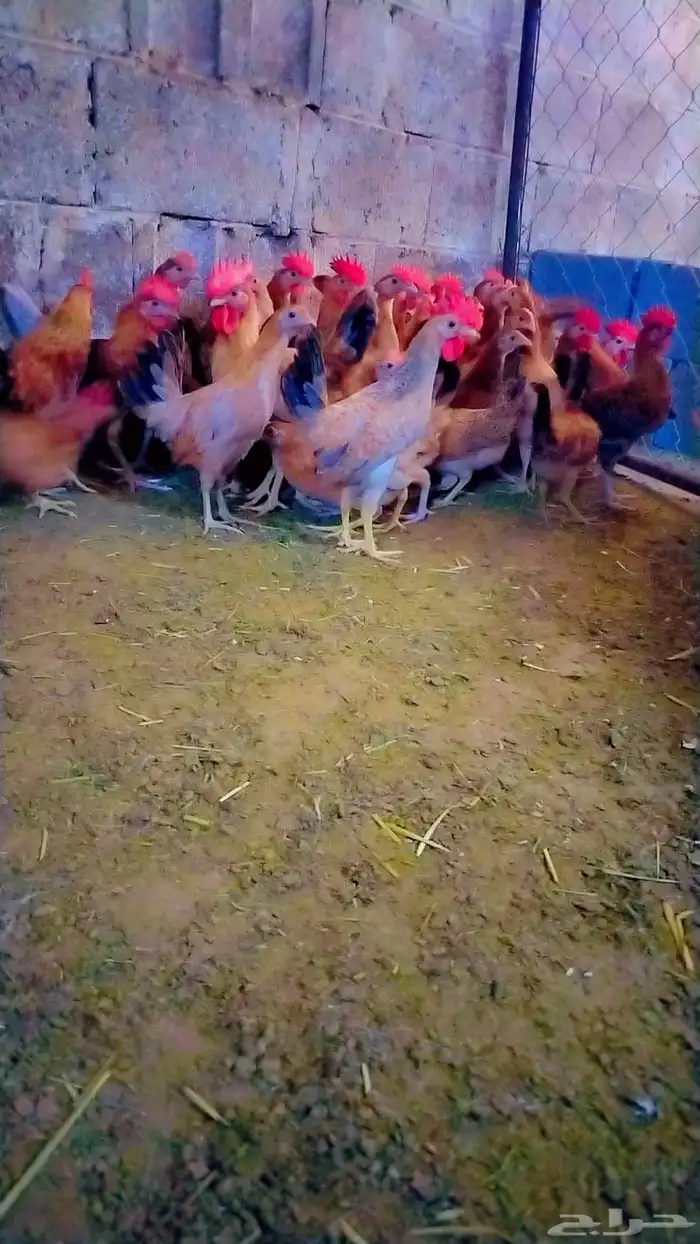 دجاج  بلدي ماشاءالله 1