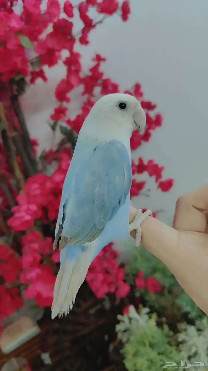 ببغاء الروز أليف جدا لعووب كيووت أجمل هدية نجاح او تخرج 2