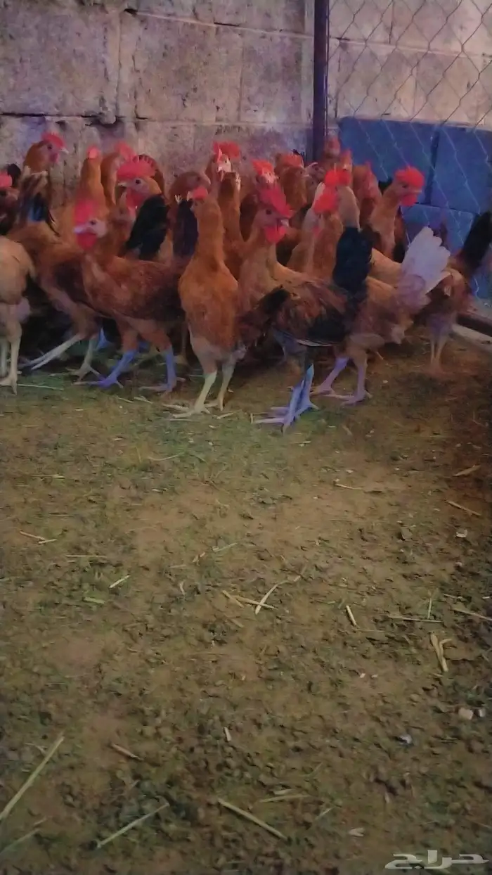 دجاج  بلدي ماشاءالله 2