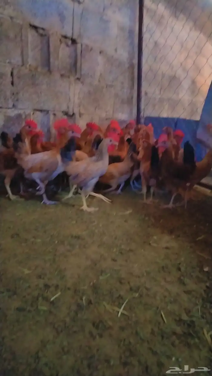 دجاج  بلدي ماشاءالله 4