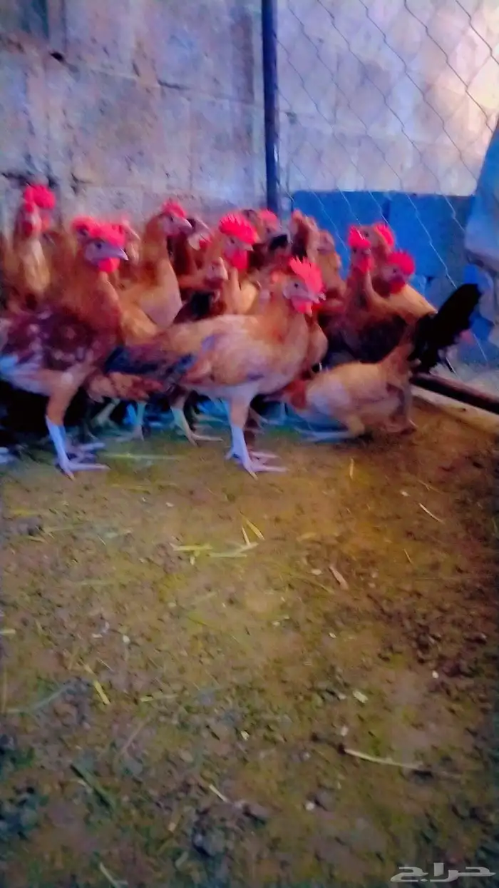 دجاج  بلدي ماشاءالله 3