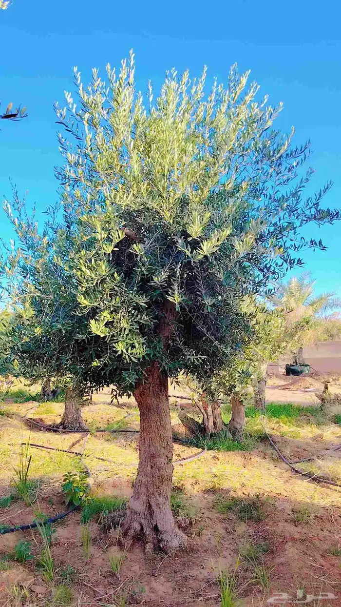 يوجد لدينا زيتون معمر مثمر جميع الأحجام ويوجد وسط ويوجد شتلا 4