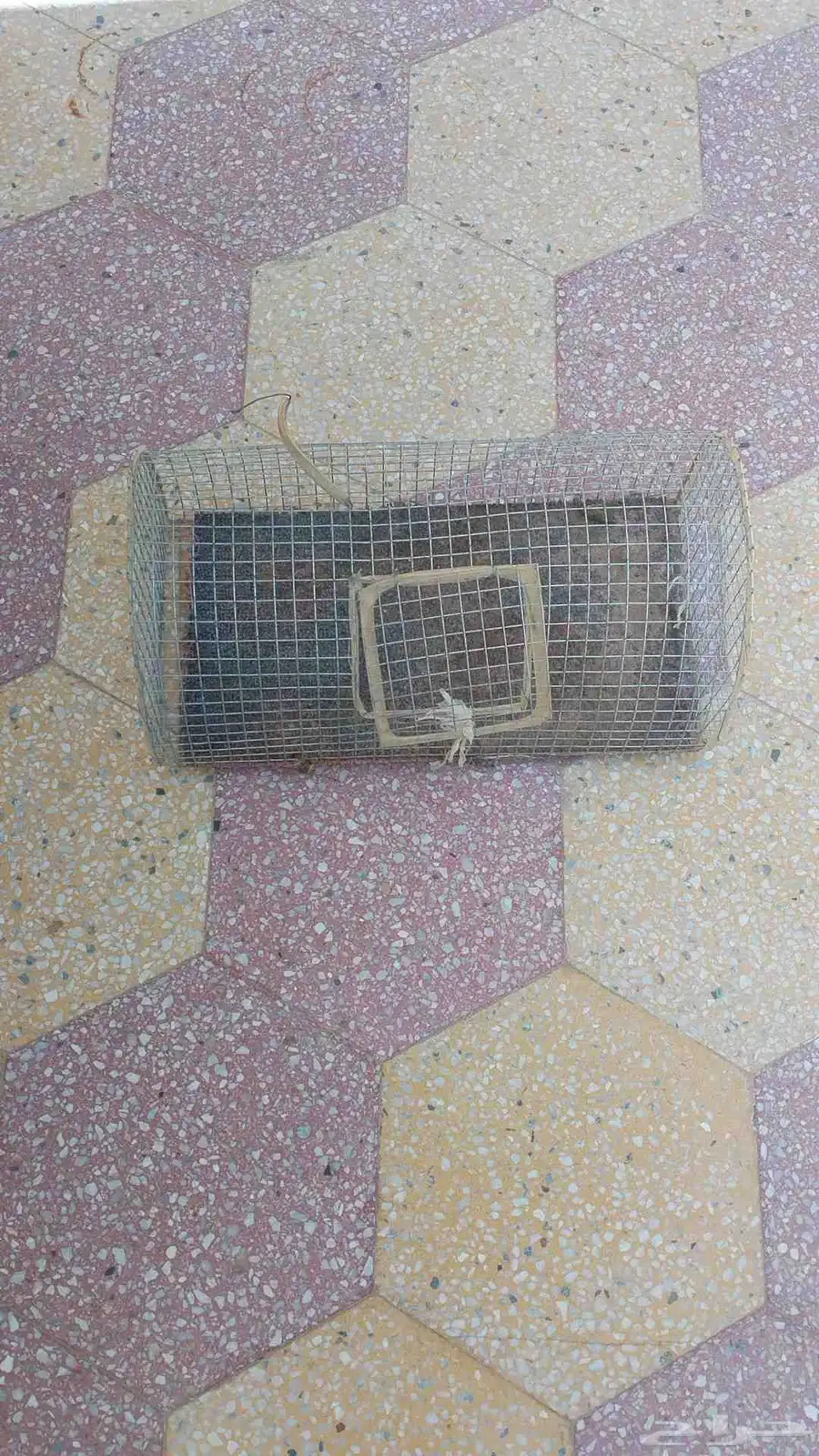 شبوك 1