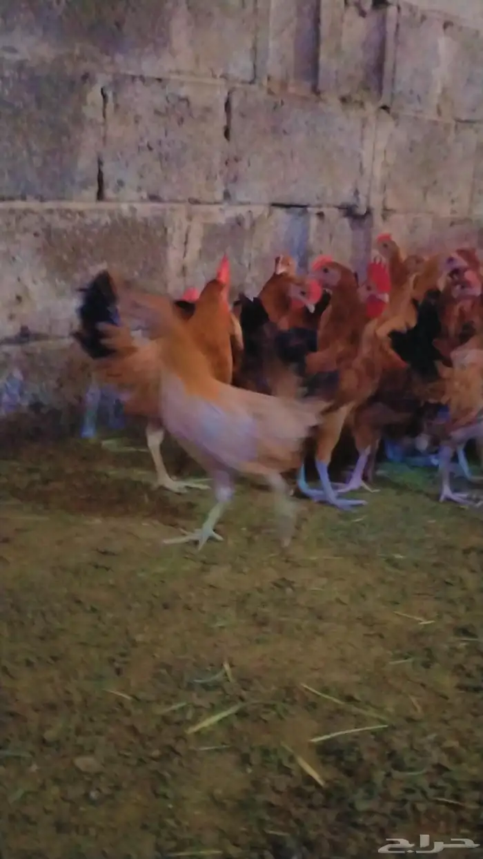 دجاج  بلدي ماشاءالله 9