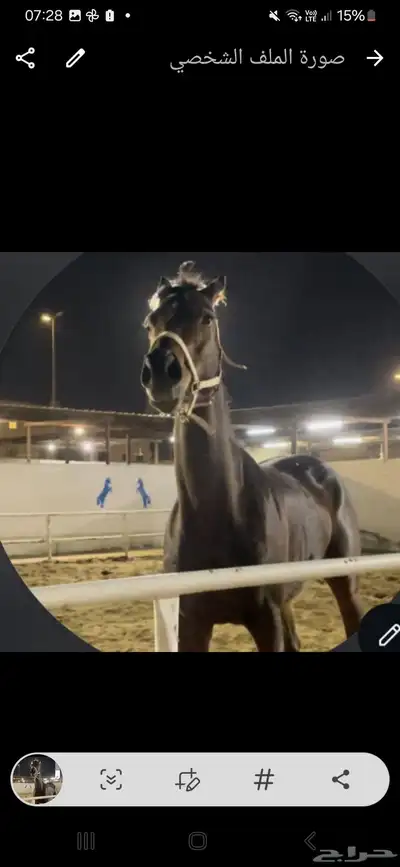 حصان للبيع على السوم لا يسوم الا صامل 0