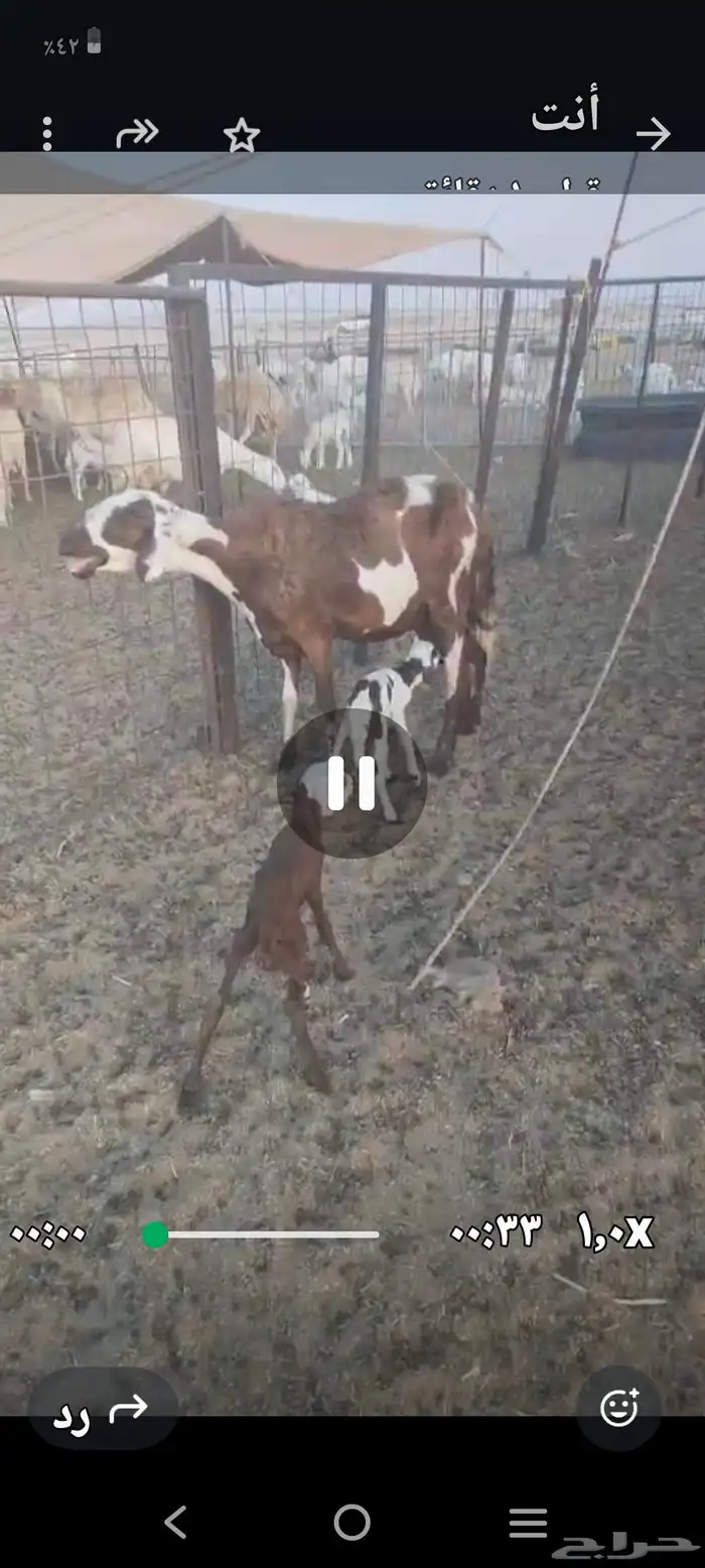 سواكن عددها 50 5