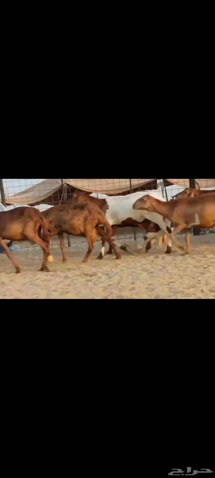 سواكن عددها 50 11