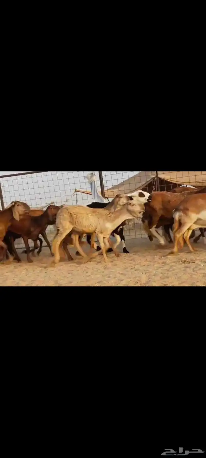 سواكن عددها 50 18