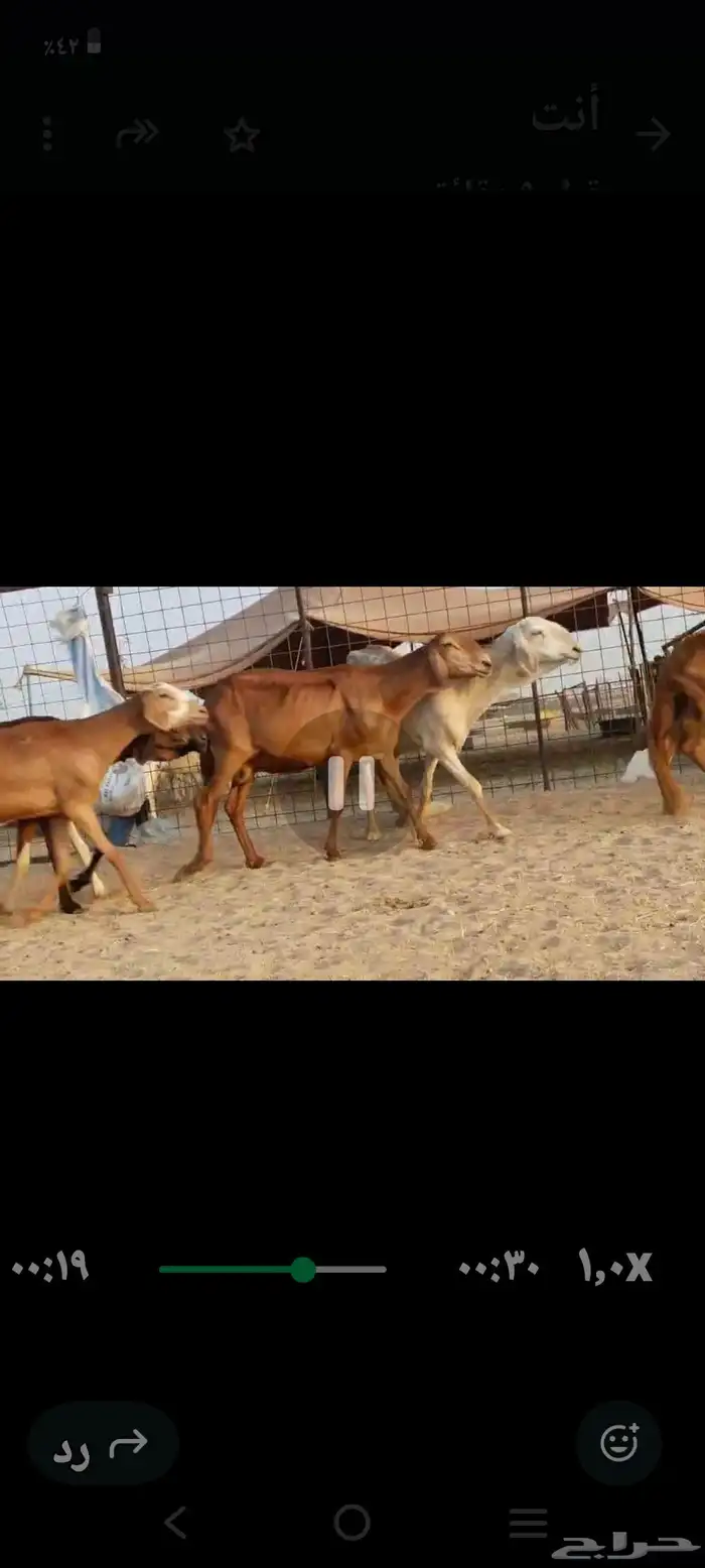 سواكن عددها 50 9