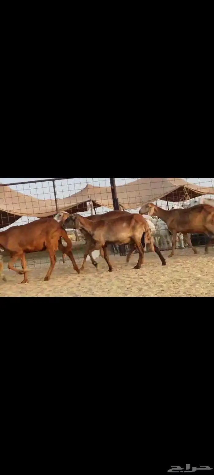 سواكن عددها 50 13