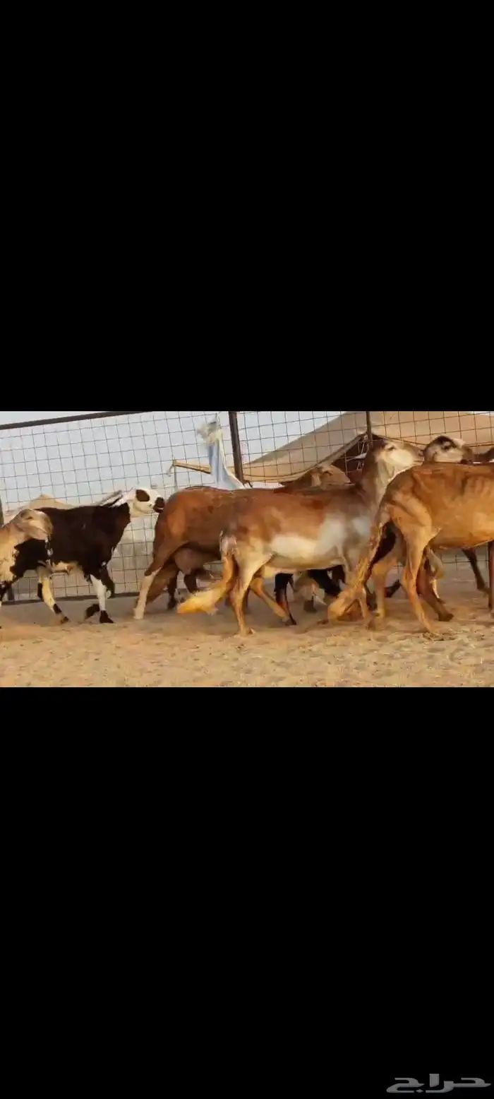 سواكن عددها 50 6