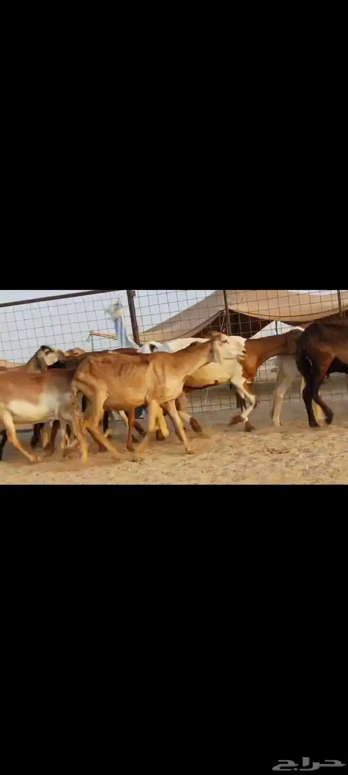 سواكن عددها 50 7