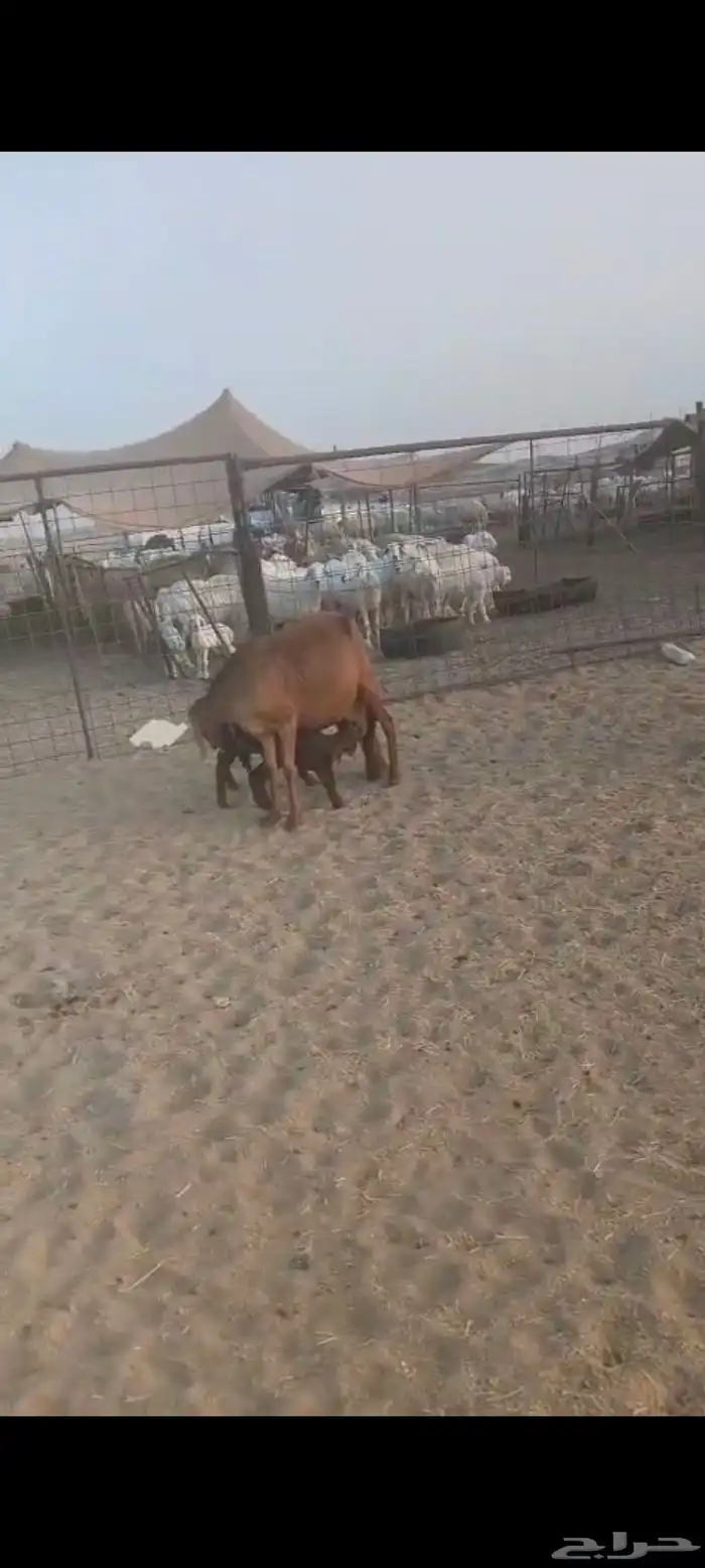 سواكن عددها 50 2