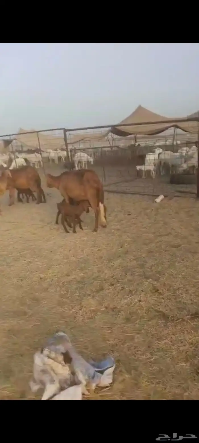 سواكن عددها 50 4