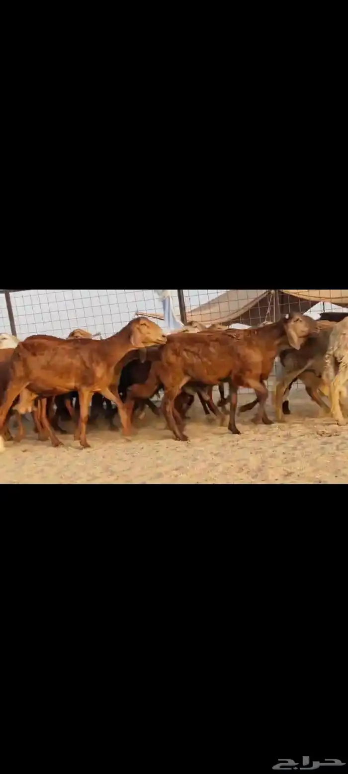 سواكن عددها 50 16