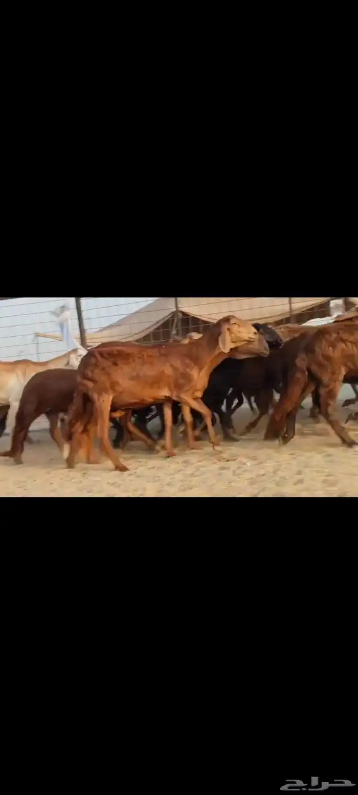 سواكن عددها 50 3