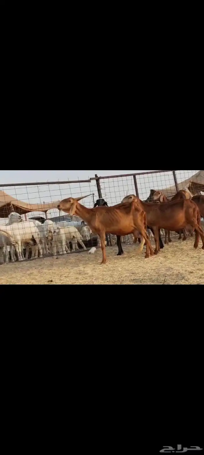 سواكن عددها 50 15