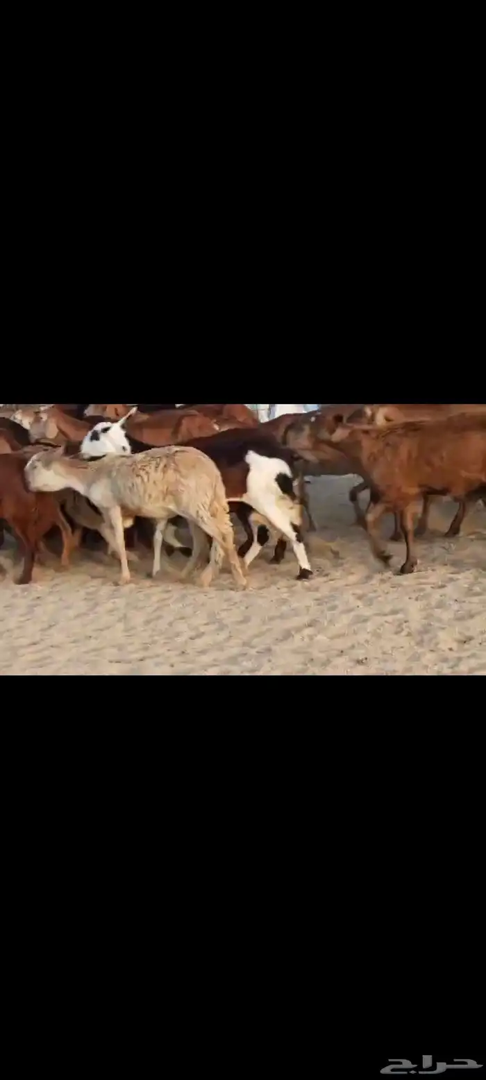 سواكن عددها 50 1