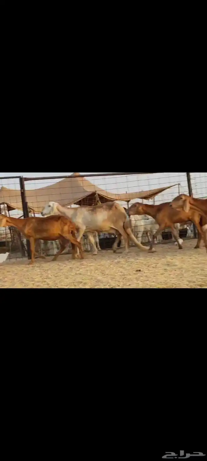 سواكن عددها 50 0