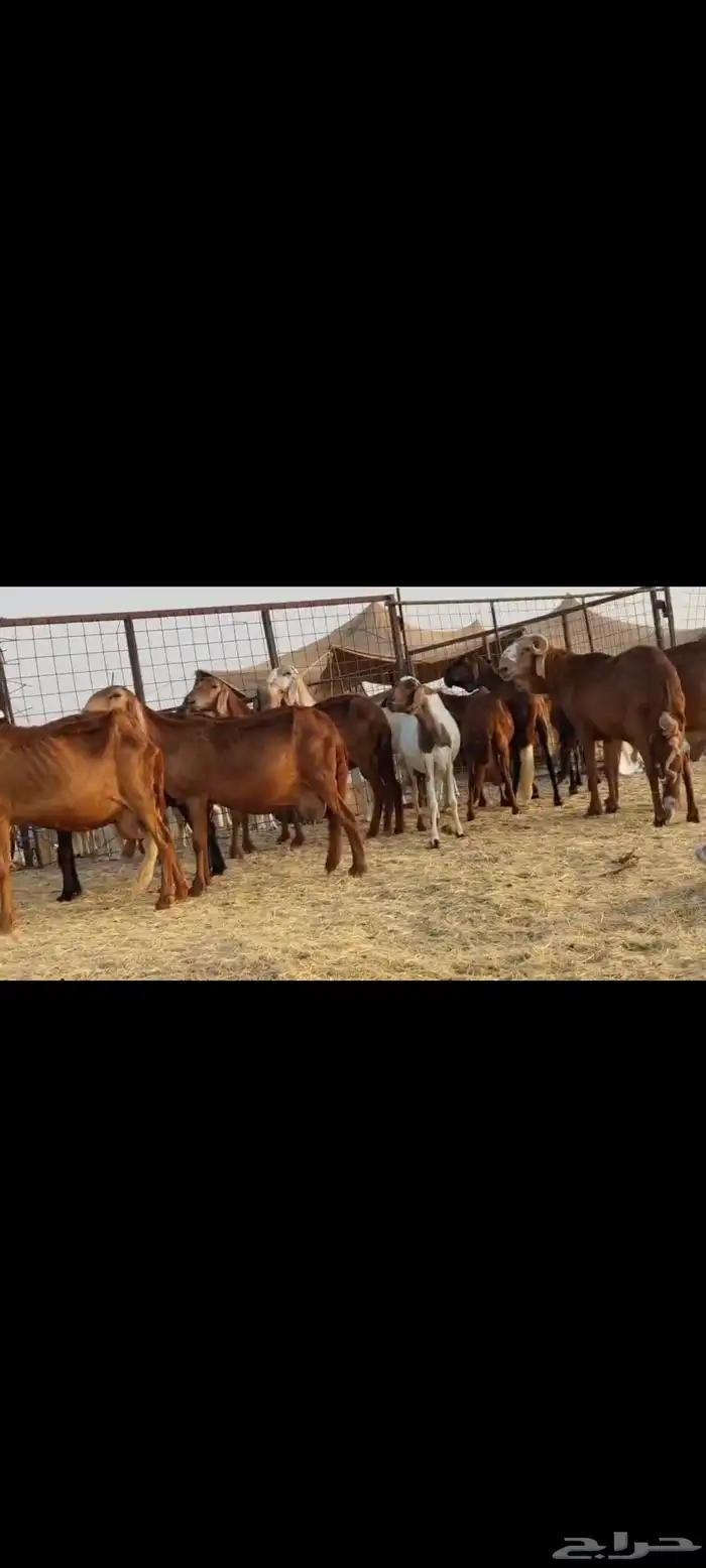 سواكن عددها 50 10