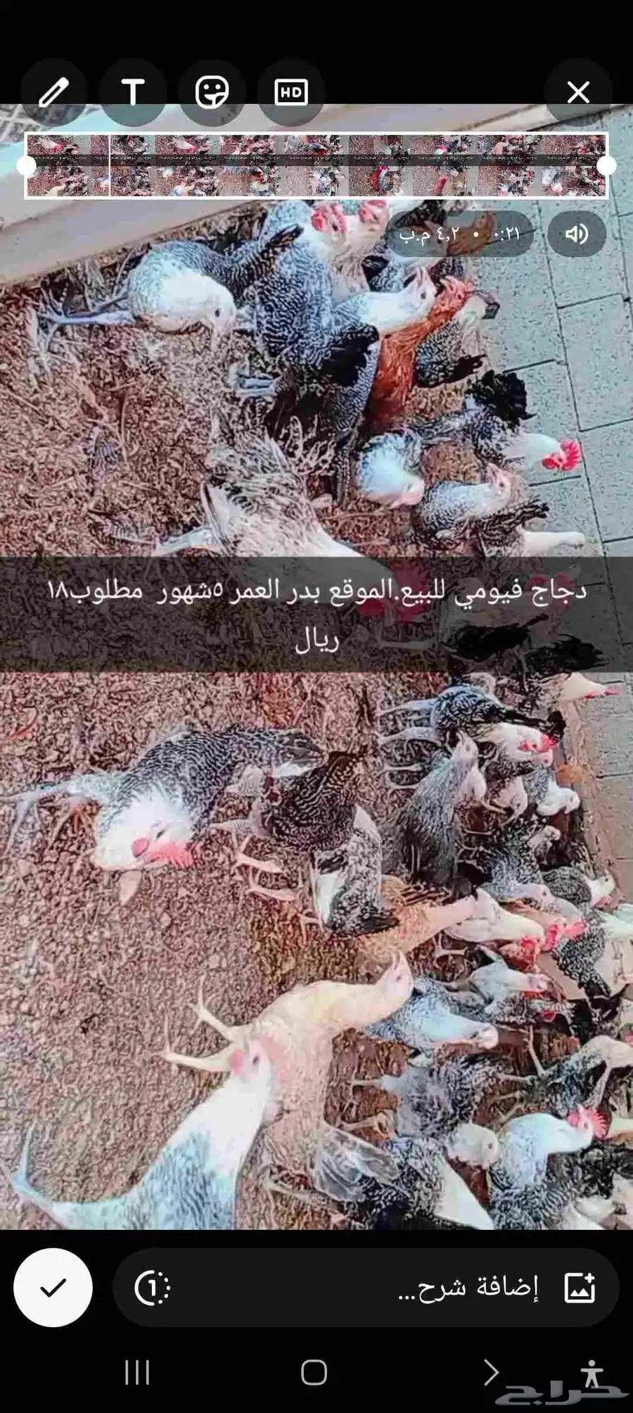 دجاج فيومي للبيع 0