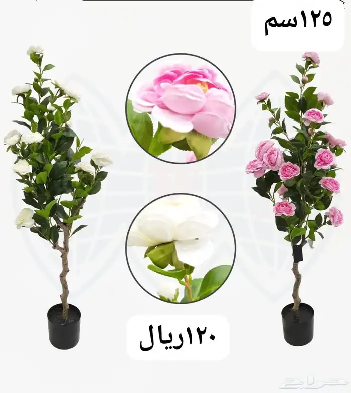 شجر بورد ملون 20