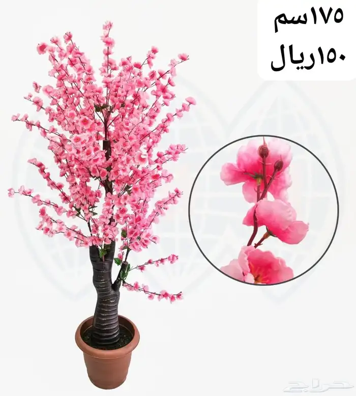 شجر بورد ملون 26