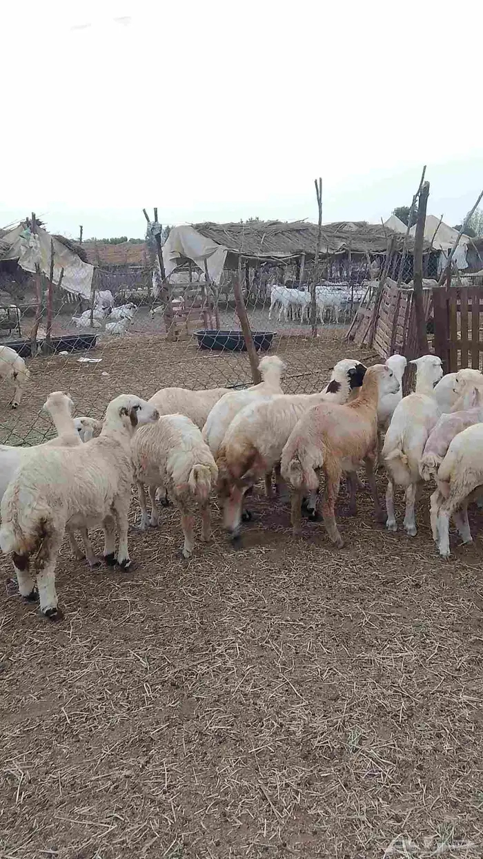 معانا تيوس بلدي رقم واحد معانا رخيل بلدي رقم واحد معانا تيس 3