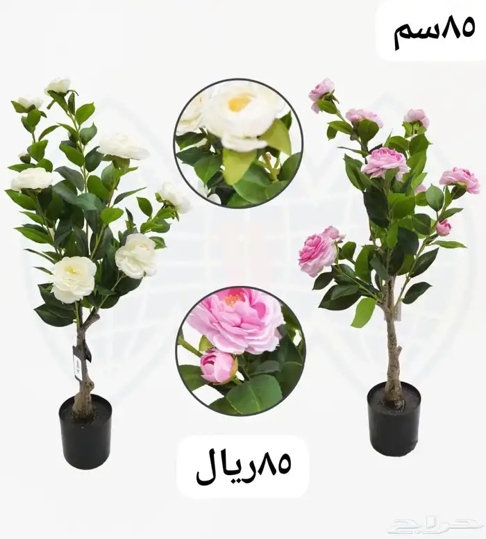 شجر بورد ملون 19