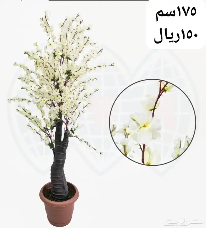 شجر بورد ملون 25