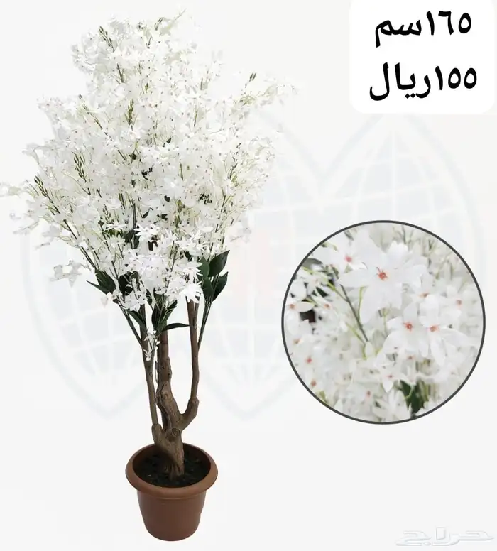 شجر بورد ملون 23