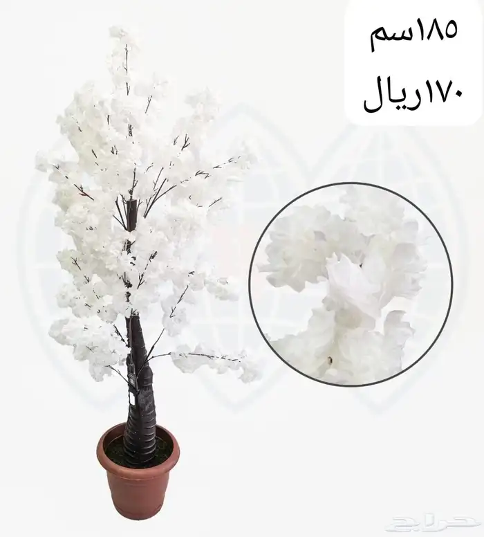 شجر بورد ملون 29