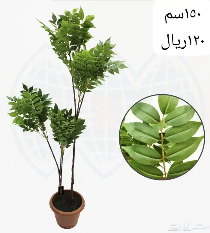 شجر بورد ملون 34