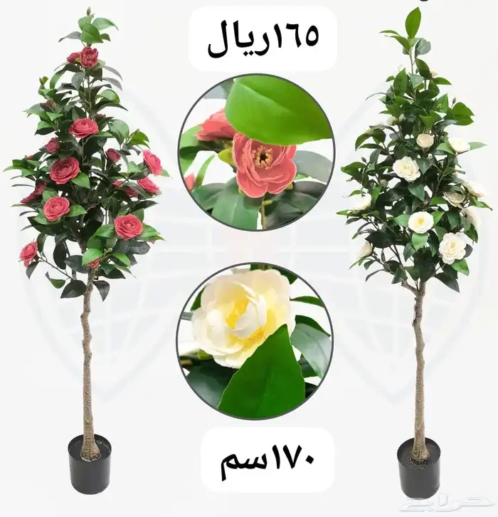 شجر بورد ملون 21