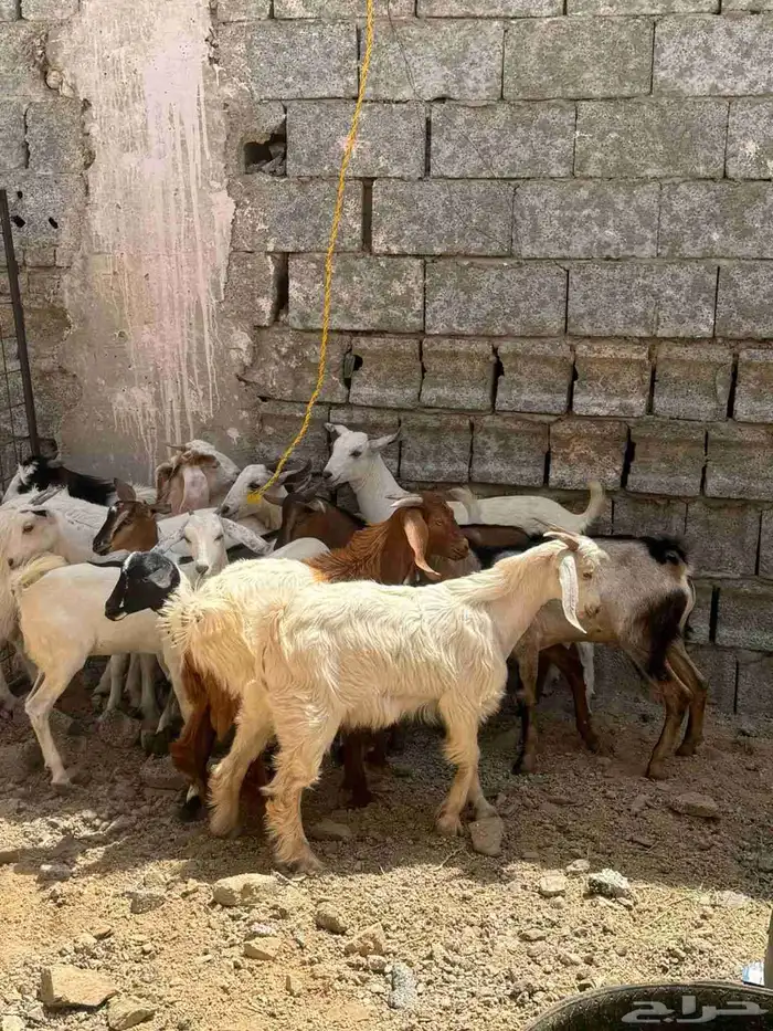 تيوس وجفار بلدي 4