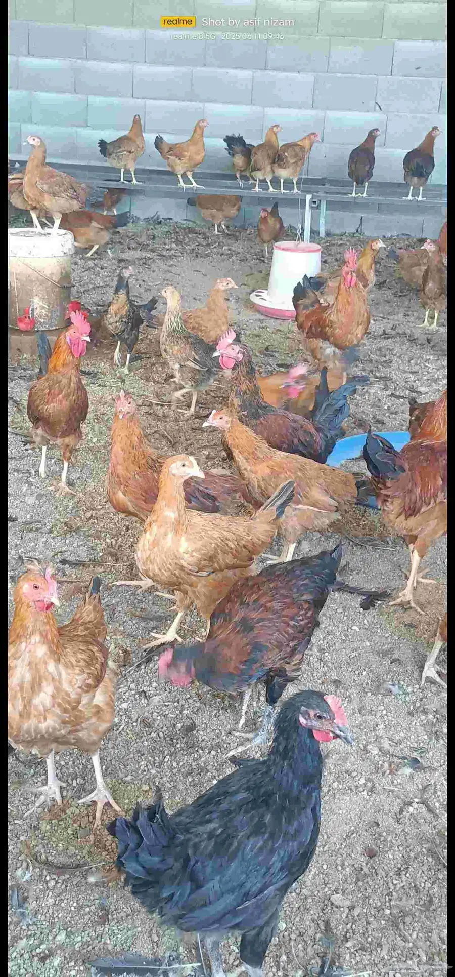 دجاج فرنسي وعربي فري هجين 0