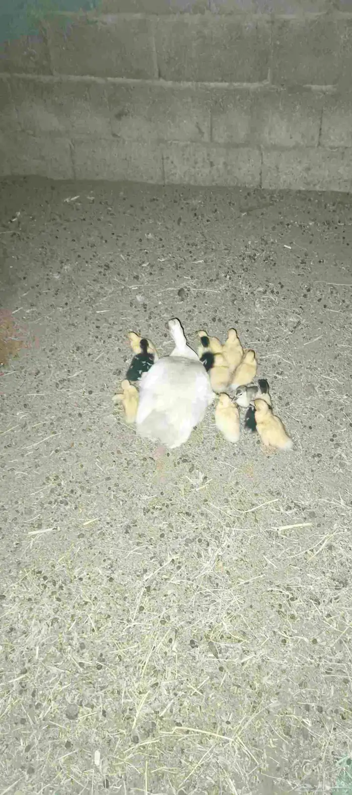 بطه مع صيصانها 0