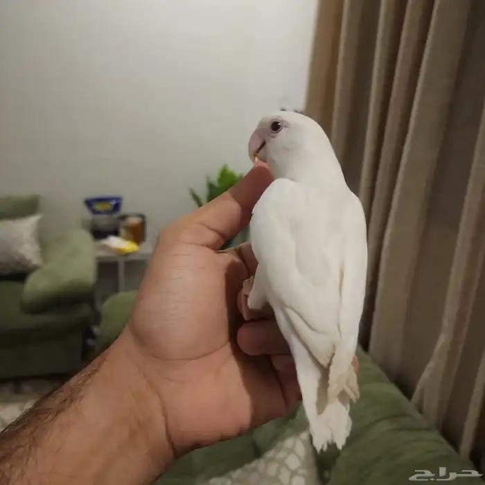 طيرين روز ووطير كروان اليفة 1