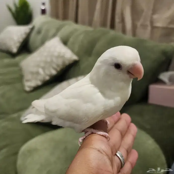 طيرين روز ووطير كروان اليفة 0