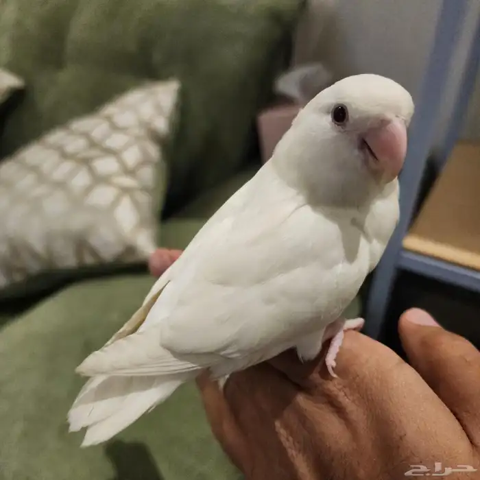 طيرين روز ووطير كروان اليفة 3