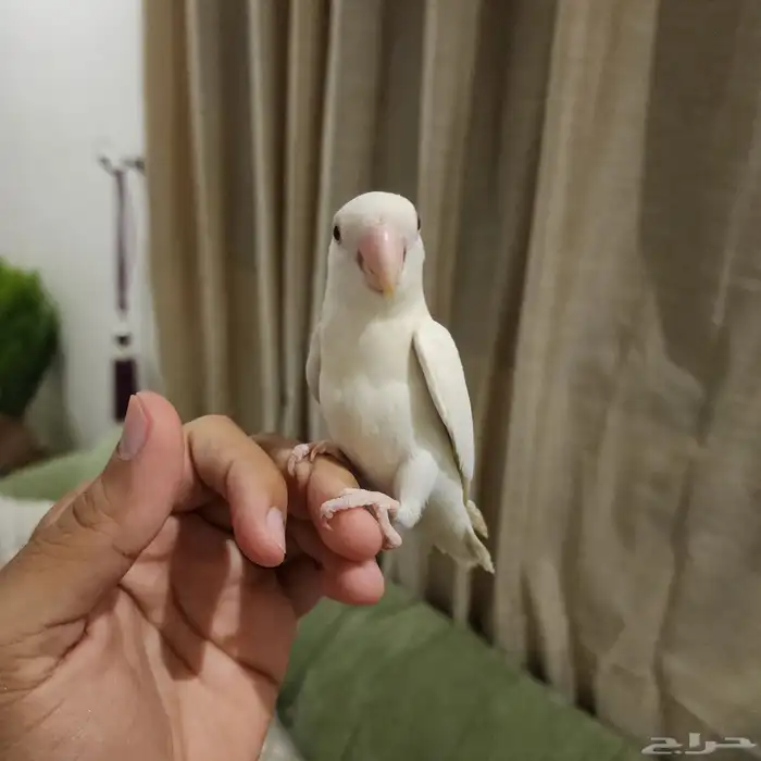 طيرين روز ووطير كروان اليفة 2