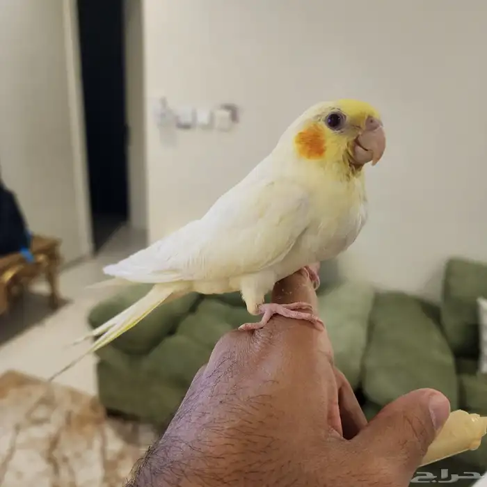 طيرين روز ووطير كروان اليفة 4