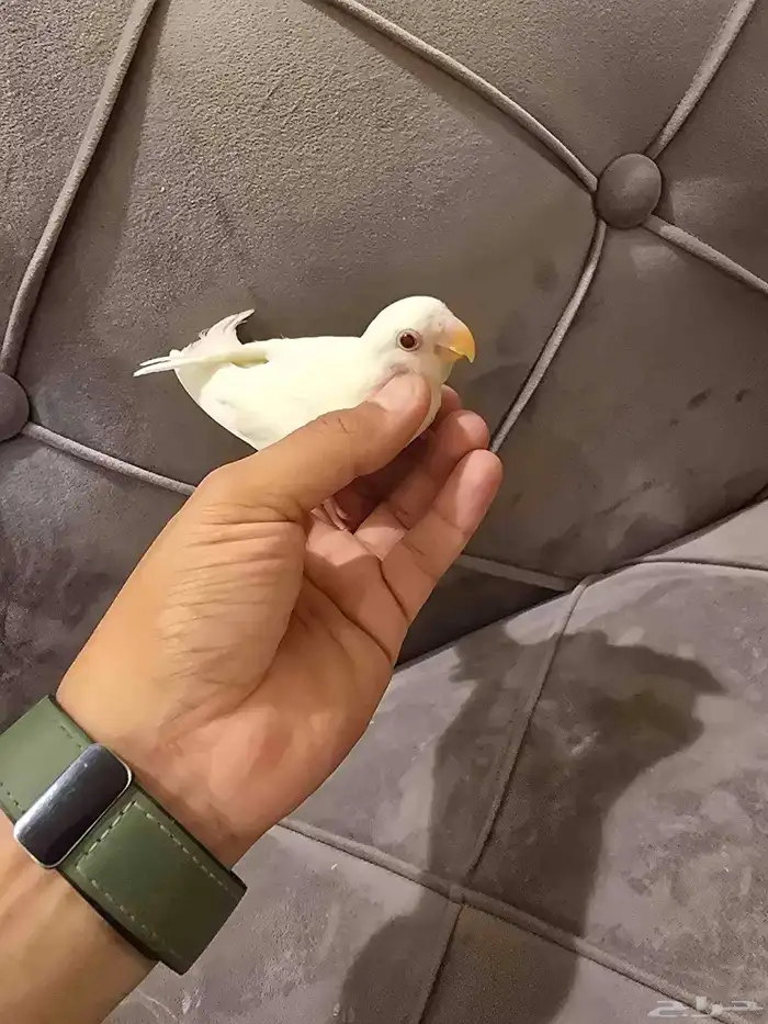 فرخ روز البينو 4