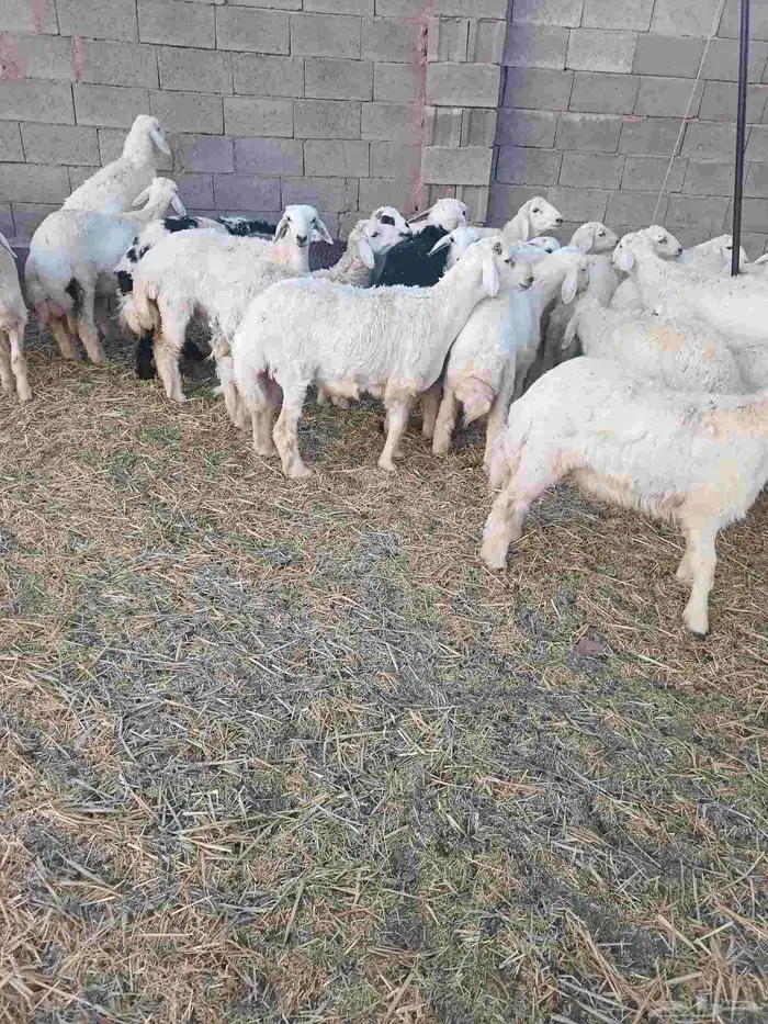 خرفان ورخال ذبايح للبيع 1