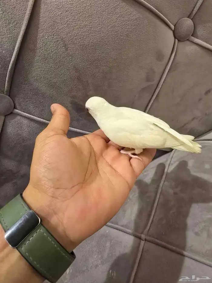 فرخ روز البينو 1