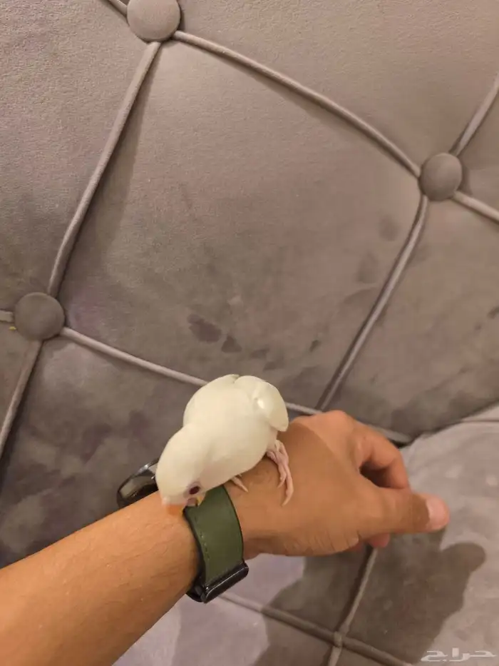 فرخ روز البينو 3