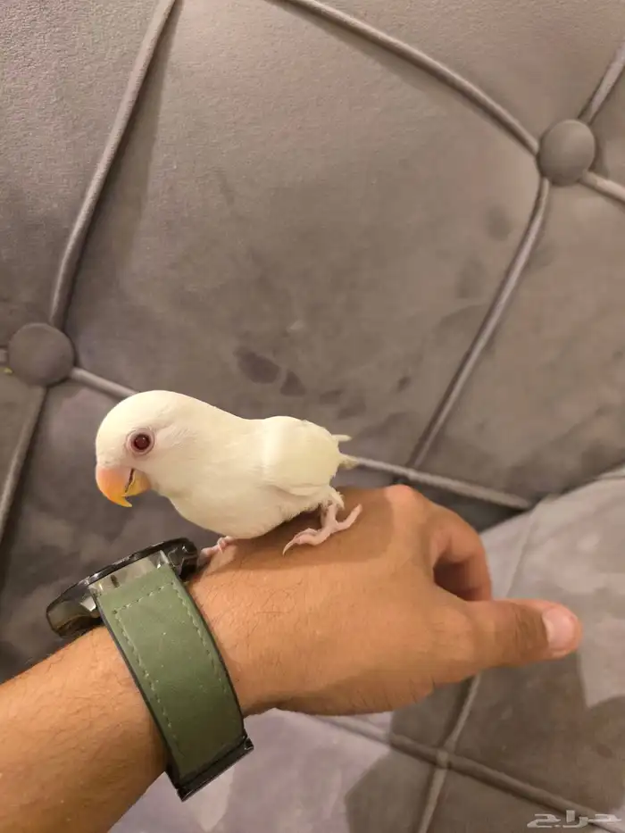 فرخ روز البينو 2