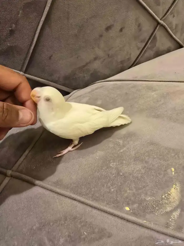 فرخ روز البينو 0