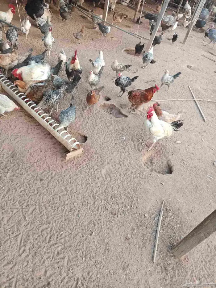 دجاج بلدي وفيومي وفرنسي و ديوك للبيع للتربية والذبح 0